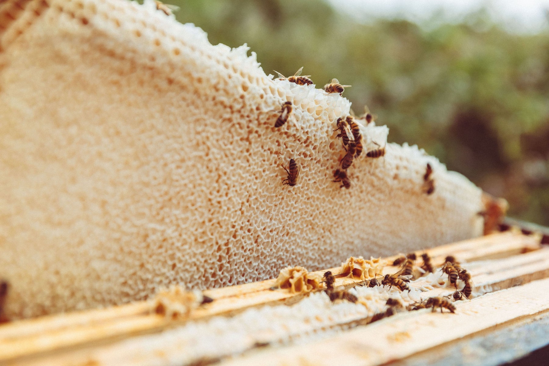 BEE FARMING: Our Seasonal Harvest Update