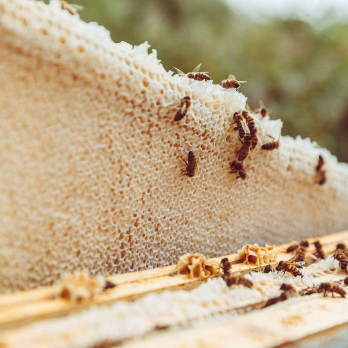 BEE FARMING: Our Seasonal Harvest Update