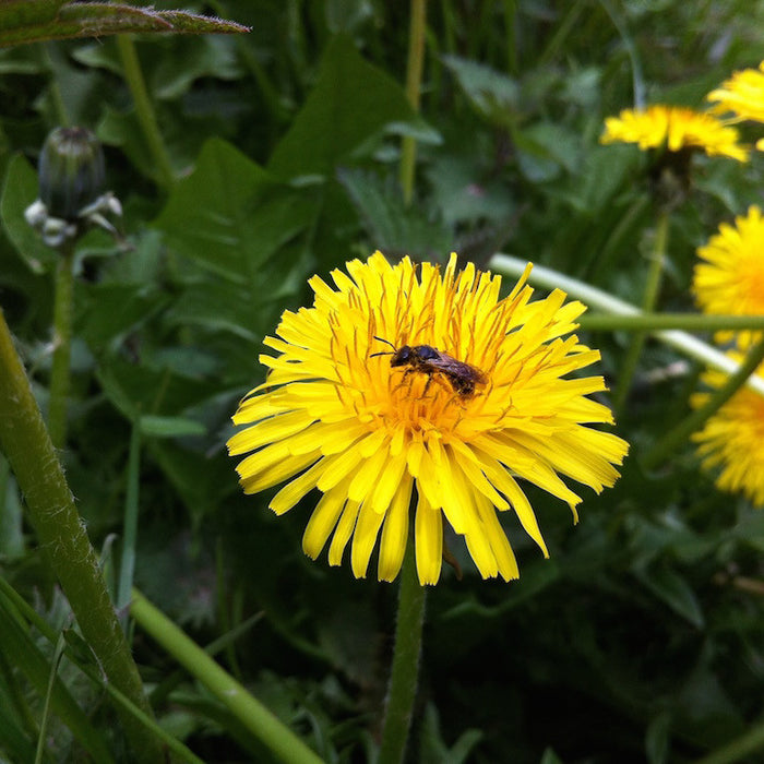 Creating a Buzz in the Garden