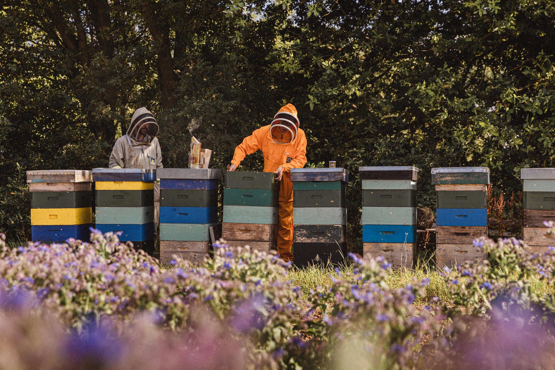 HAYFEVER SEASON WITH HELP FROM THE BEES