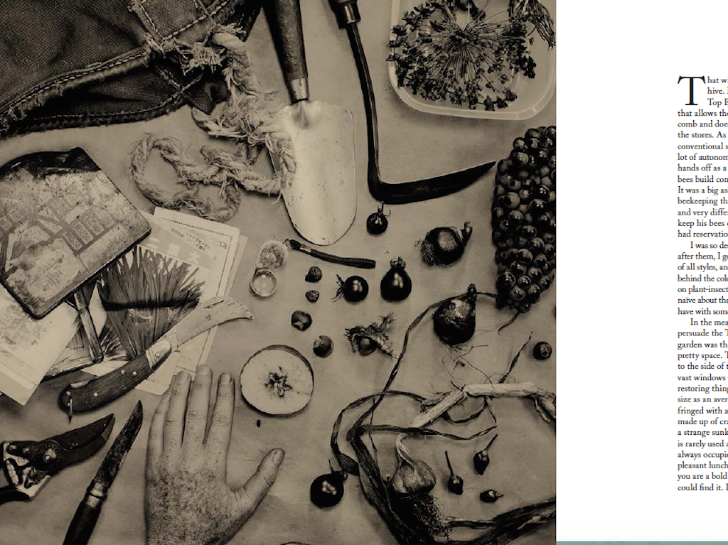 An Extract from Steve and Alys's New Book: Letters to a Beekeeper