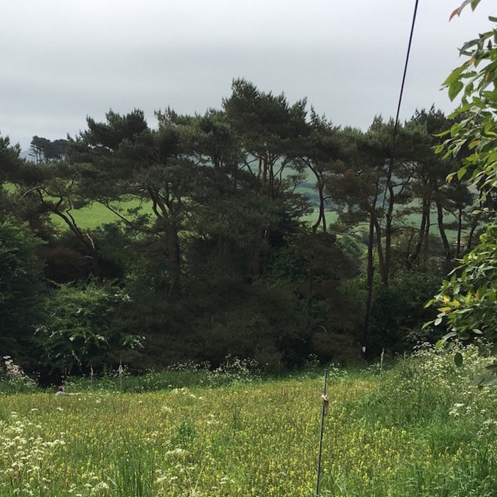 Devon flower meadow creation Jessica Albarn