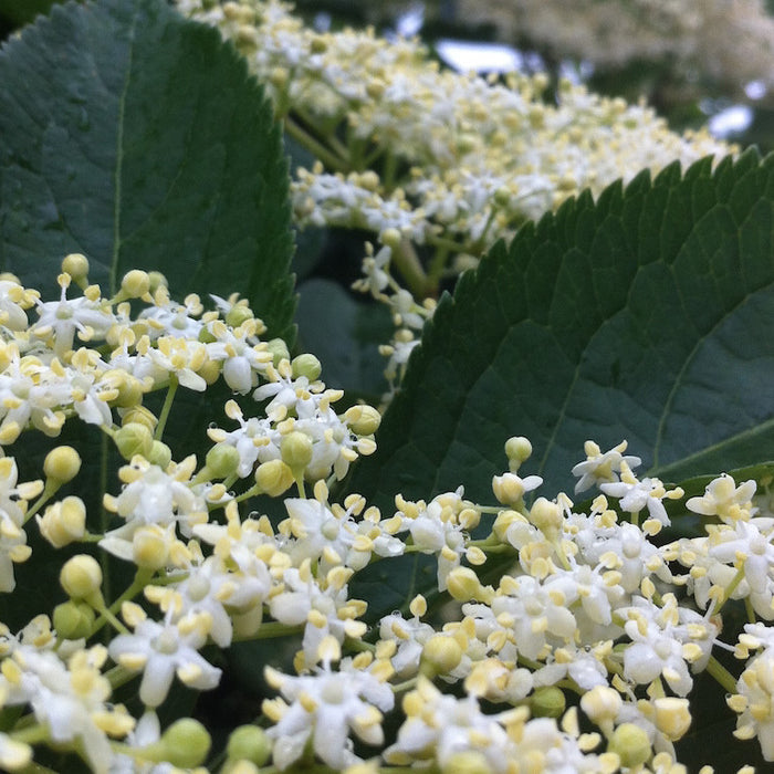 3 Ways to Use Fresh Elderflowers