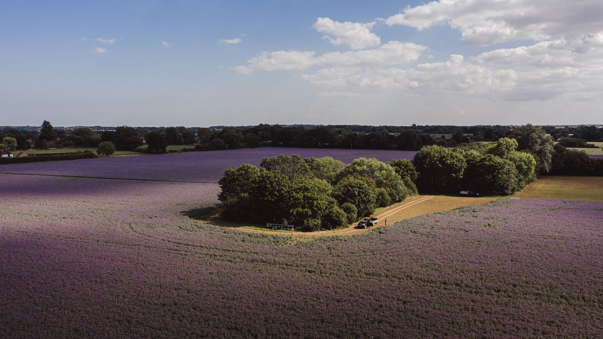 London honey company hives on the Borage fields
