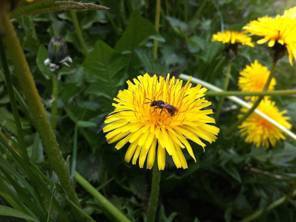 Creating a Buzz in the Garden