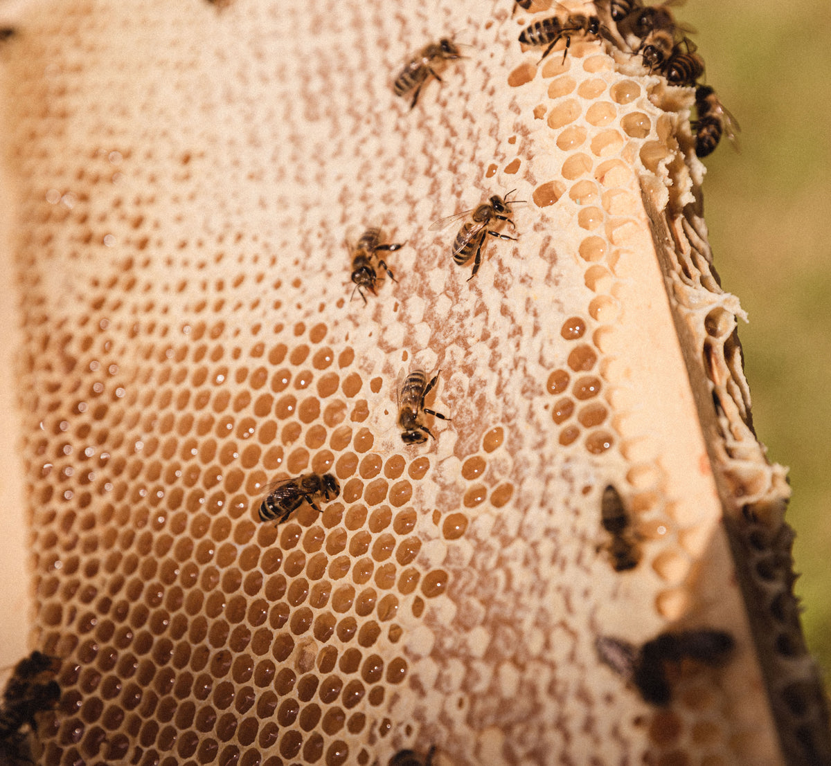 The Wonder of Bees
