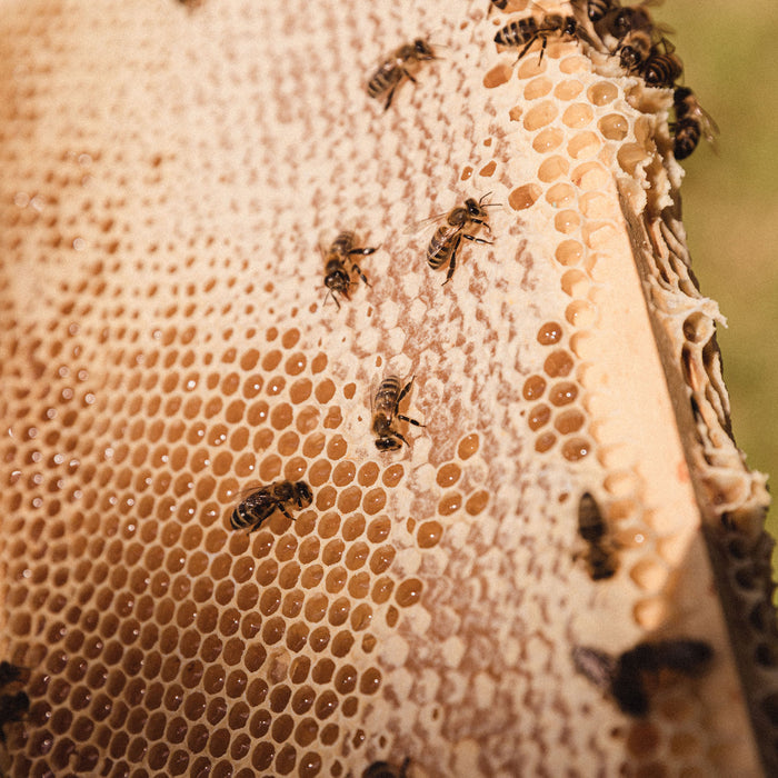 The Wonder of Bees