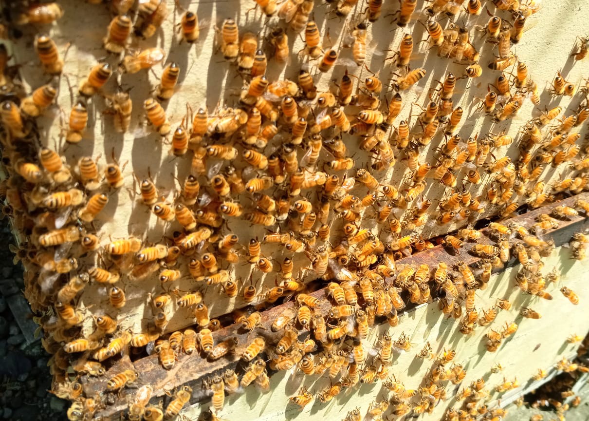 Harvesting Manuka Honey in New Zealand