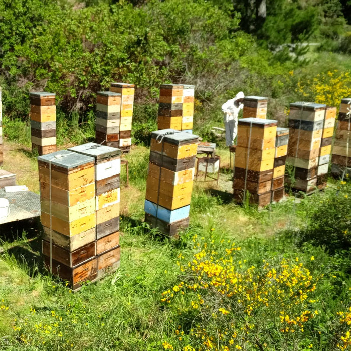 A Winter Beekeeping Season in New Zealand