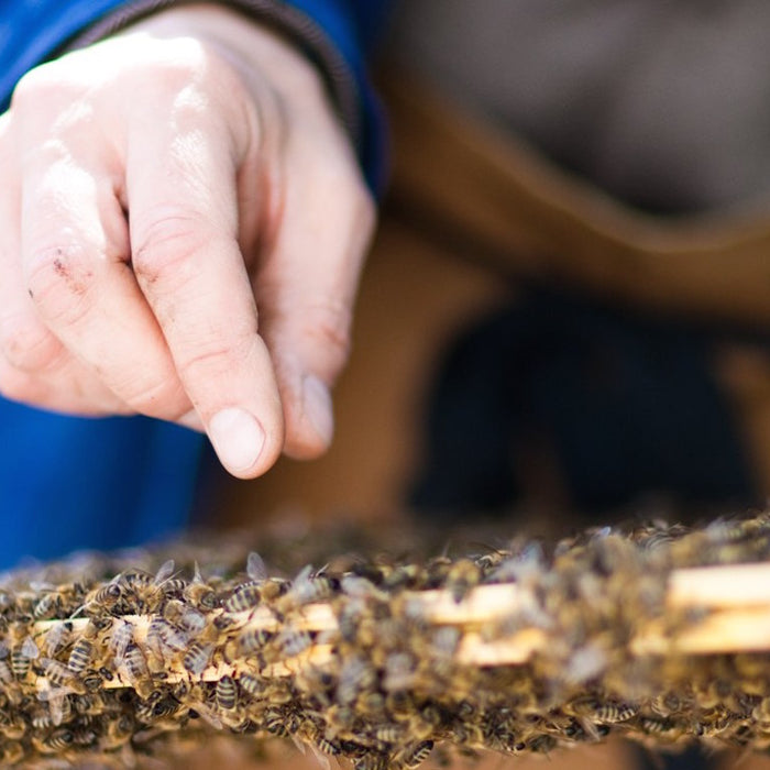 9th of August: Beginner Beekeeping at Sarah Raven's Farm