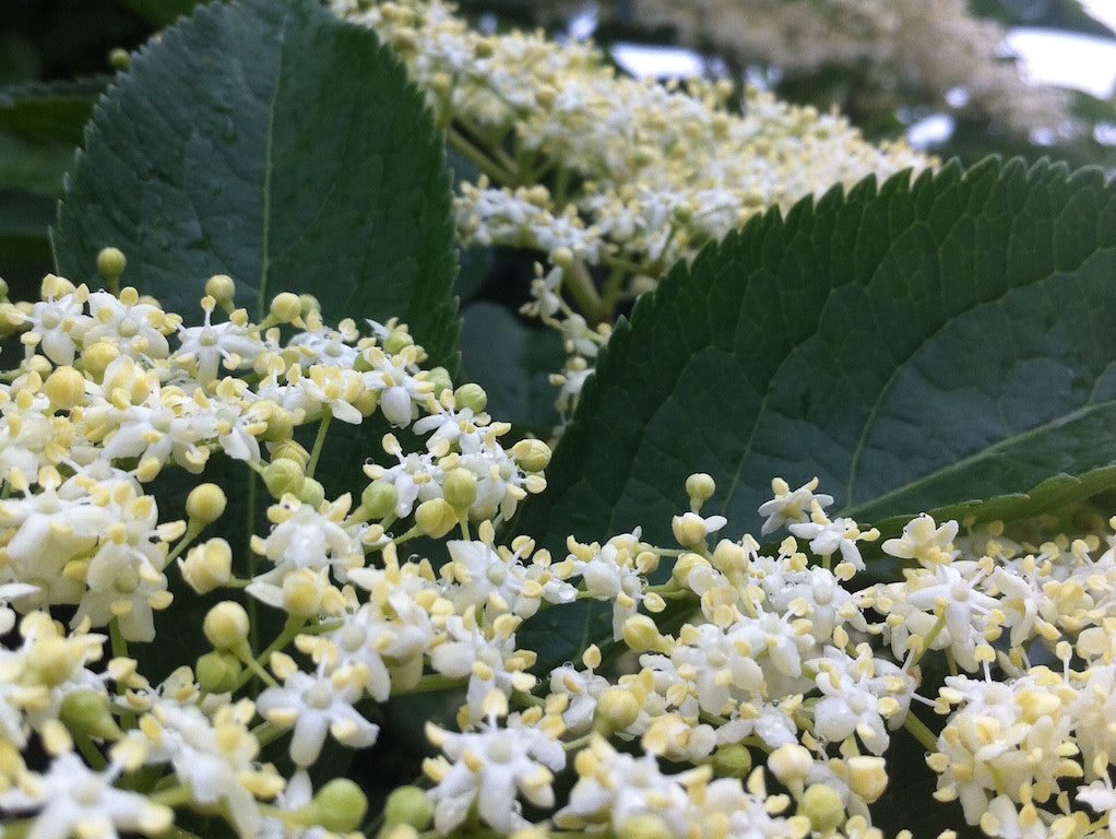 3 Ways to Use Fresh Elderflowers