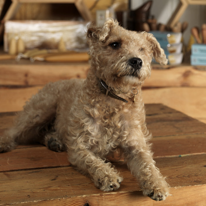 Dog lying down with an ear cocked