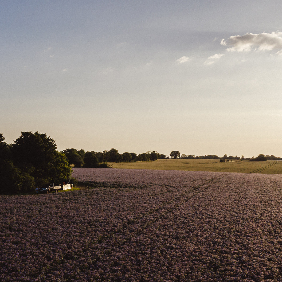 The Soil Association