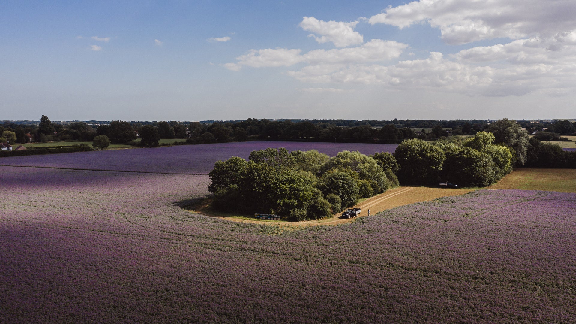 London honey company hives on the Borage fields 