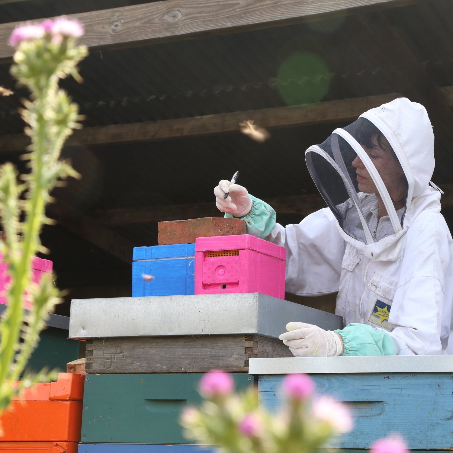 FULL TIME: APPRENTICE BEEKEEPER