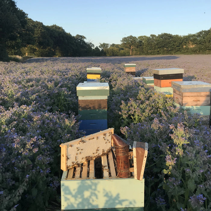 British Borage Honey, 250g